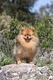 SPITZ ALLEMAND 105
